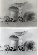 Tricholoma pardinum image