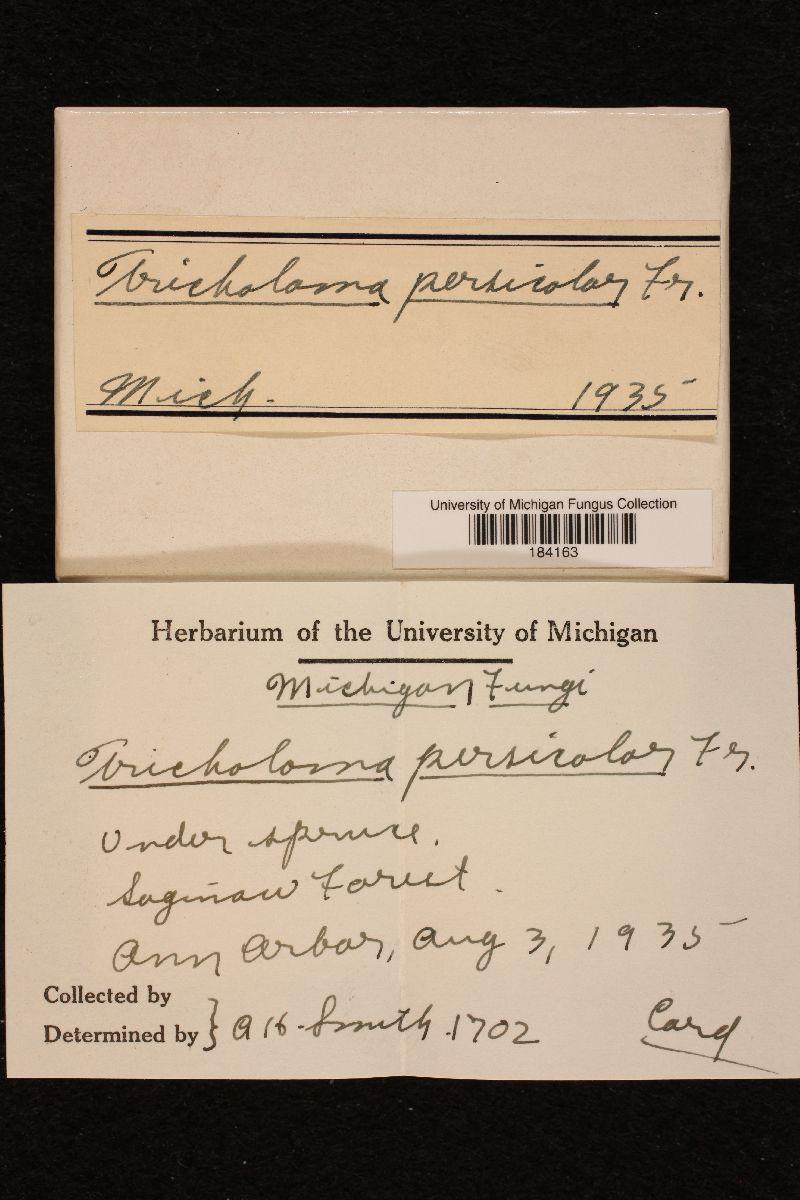 Rugosomyces persicolor image