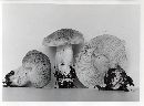 Tricholoma pardinum image