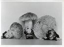 Tricholoma pardinum image