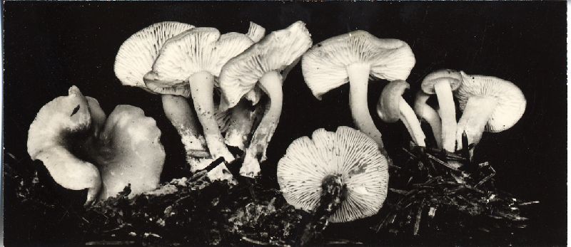 Rugosomyces persicolor image