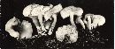 Rugosomyces persicolor image