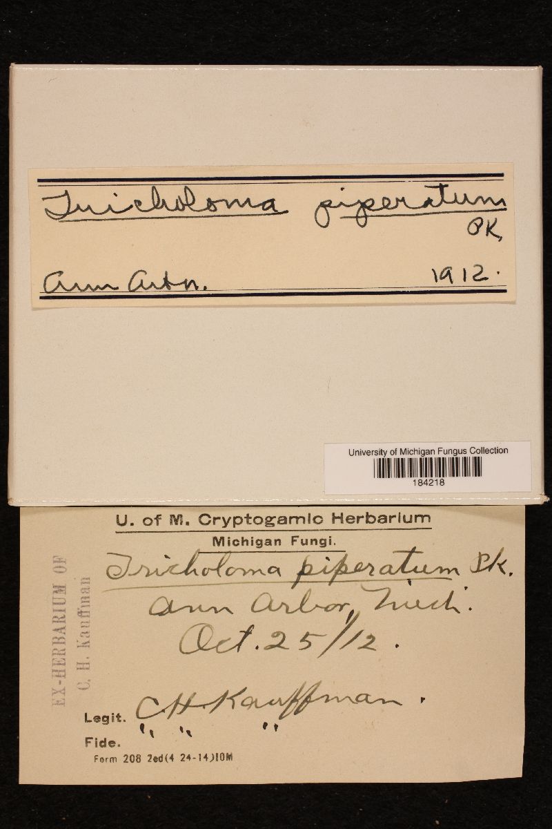 Tricholoma piperatum image