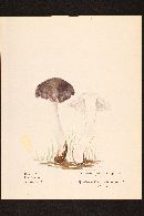 Tricholoma portentosum image