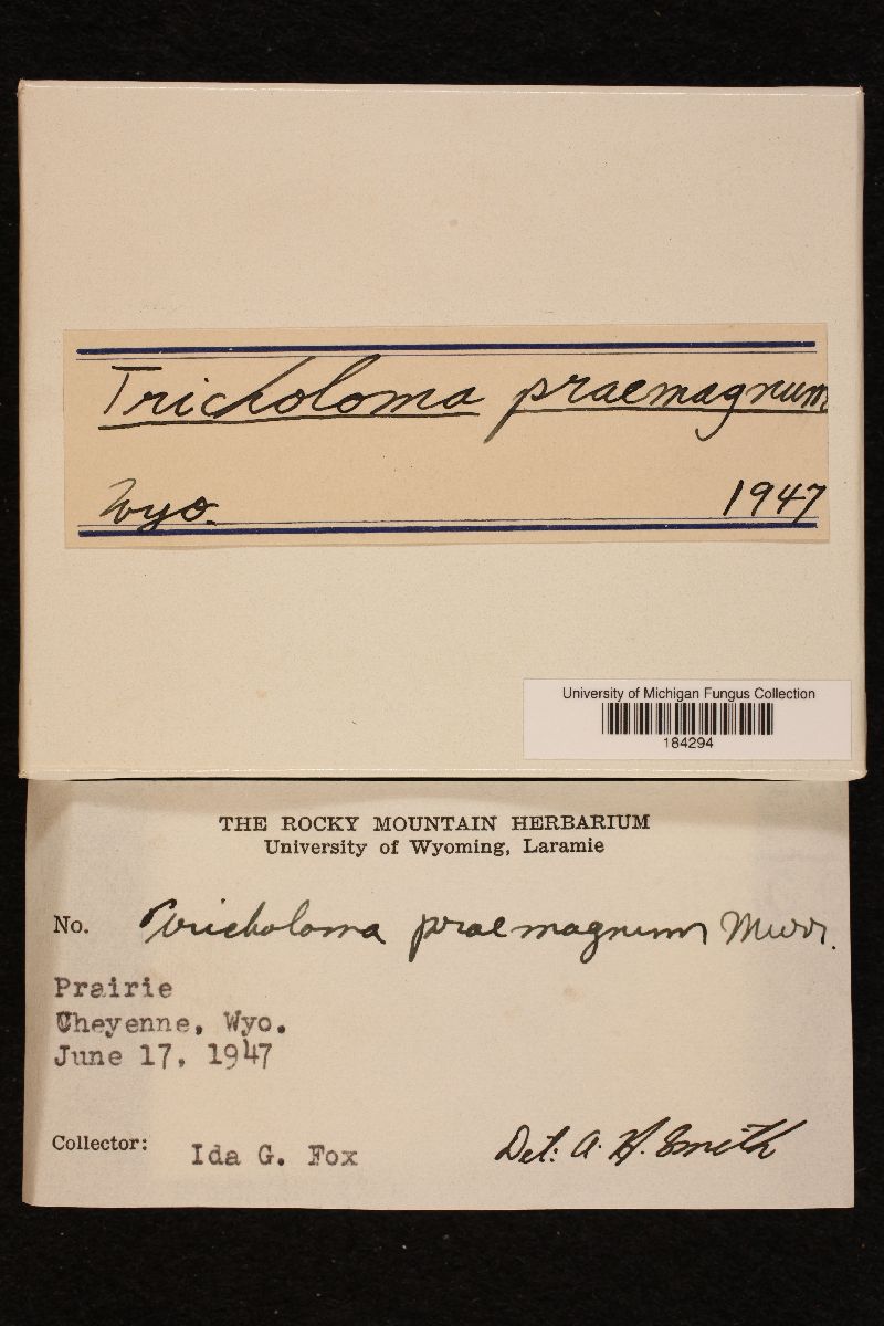 Tricholoma praemagnum image