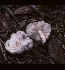 Tricholoma resplendens image