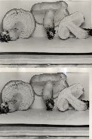 Tricholoma saponaceum image