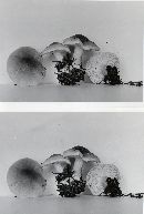 Tricholoma saponaceum image