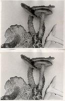 Tricholoma saponaceum image