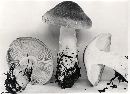 Tricholoma saponaceum image