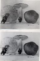 Tricholoma saponaceum image