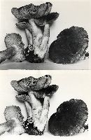 Tricholoma sejunctum image