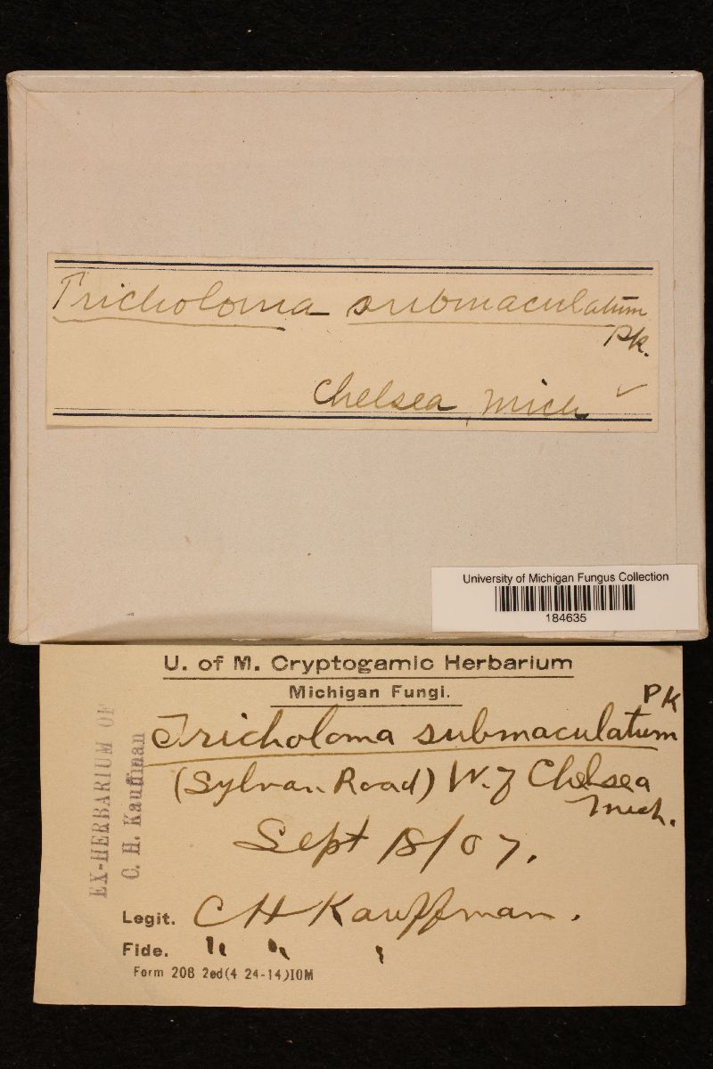 Tricholoma submaculatum image