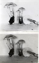 Tricholoma sulphureum image