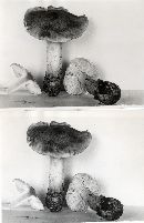 Tricholoma subumbrinum image