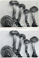 Tricholoma transmutans image