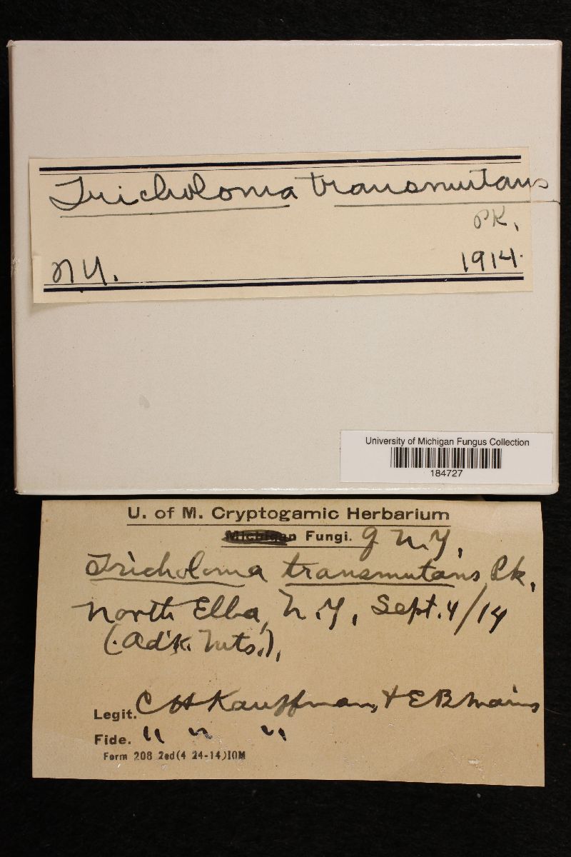 Tricholoma transmutans image