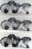 Tricholoma terriferum image