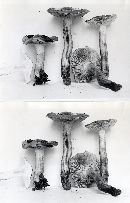 Tricholoma transmutans image