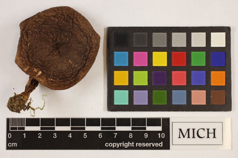 Tricholoma ustale image