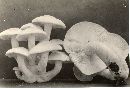 Tricholoma unifactum image