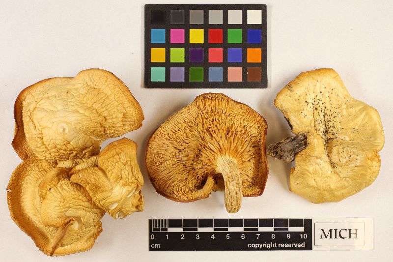 Tricholoma unifactum image