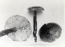 Tricholoma ustale image