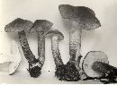 Tricholoma vaccinum image