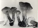 Tricholoma vaccinum image