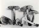 Tricholoma vaccinum image