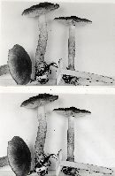 Tricholoma vaccinum image