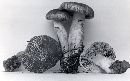 Tricholoma vaccinum image