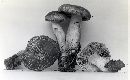 Tricholoma vaccinum image