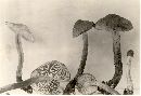 Tricholoma vaccinum image