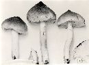 Tricholoma virgatum image