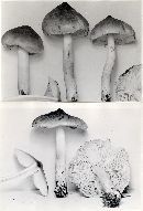 Tricholoma virgatum image