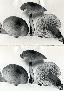 Tricholomopsis decora image