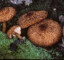 Tricholomopsis formosa image