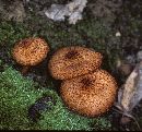 Tricholomopsis formosa image