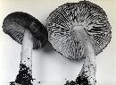 Megacollybia platyphylla image