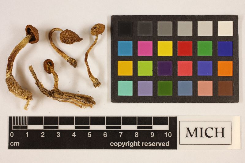 Tricholomopsis resinosa image