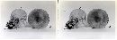 Tricholomopsis rutilans image