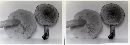 Tricholomopsis rutilans image