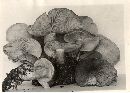 Tricholomopsis rutilans image