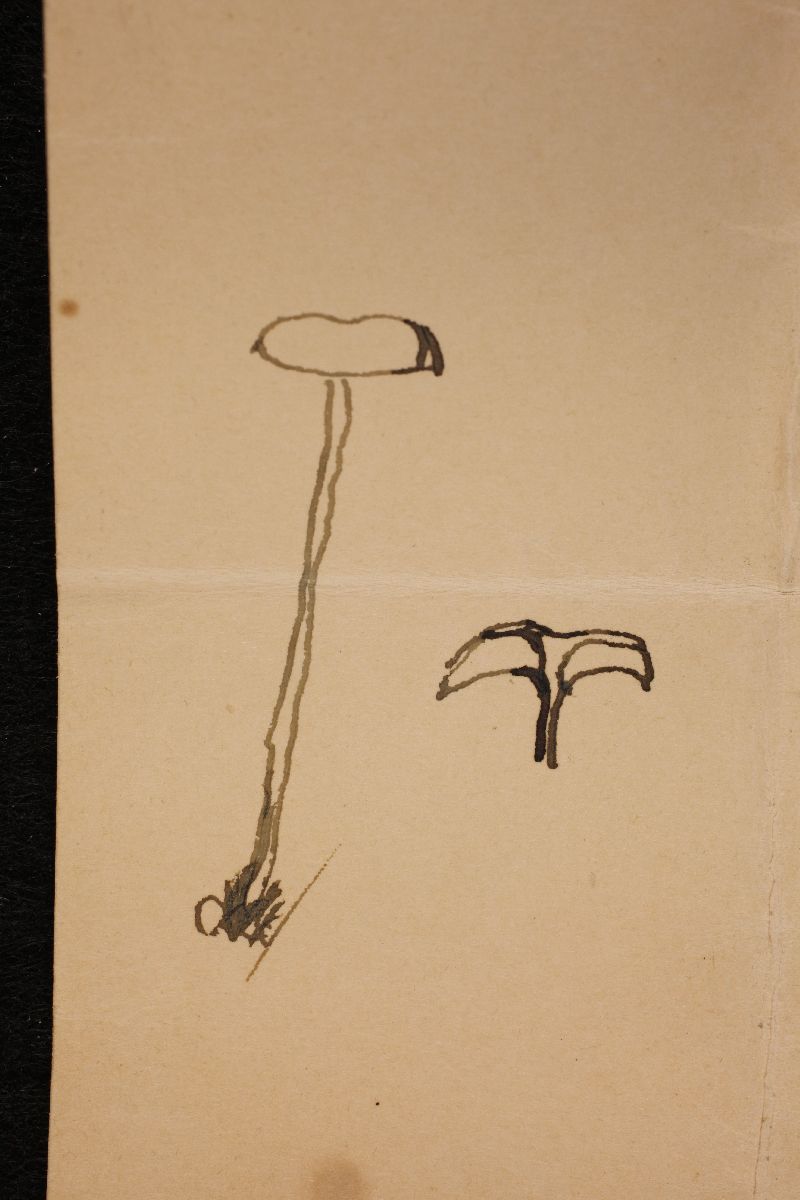 Xeromphalina campanelloides image