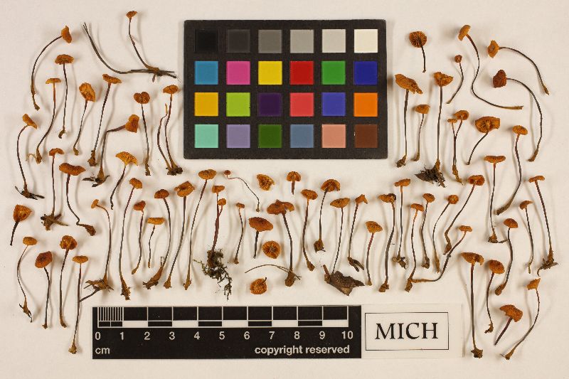Xeromphalina cornui image