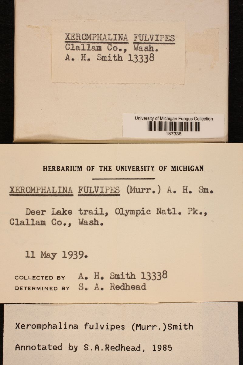 Xeromphalina fulvipes image