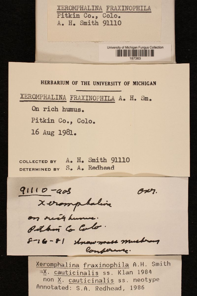 Xeromphalina fraxinophila image