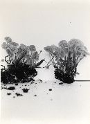 Xeromphalina kauffmanii image