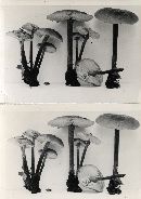 Xeromphalina tenuipes image